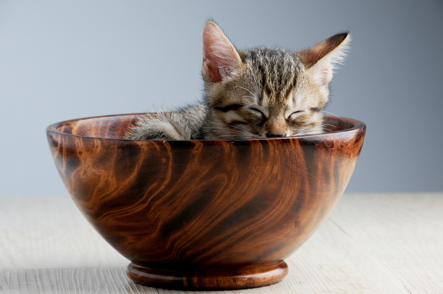 フリー写真 お椀の中で寝ているキジトラの子猫