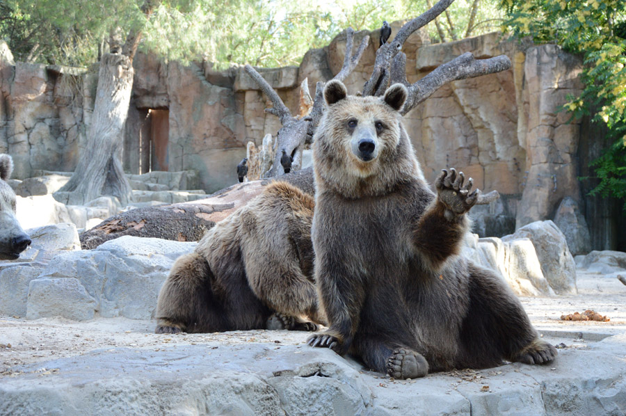 フリー写真 手を上げて挨拶する熊でアハ体験 Gahag 著作権フリー写真 イラスト素材集