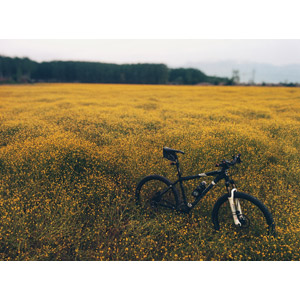 フリー写真, 風景, 草むら, 黄色の花, 乗り物, 自転車, マウンテンバイク