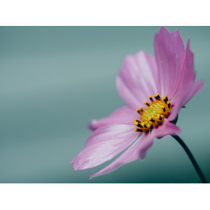 フリー写真, 植物, 花, コスモス（秋桜）, ピンク色の花