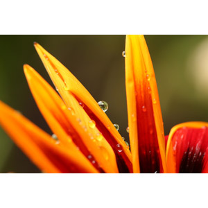 フリー写真, 植物, 花, 水滴（雫）