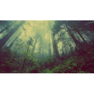 フリー写真, 風景, 自然, 森林, 霧（霞）, 樹木