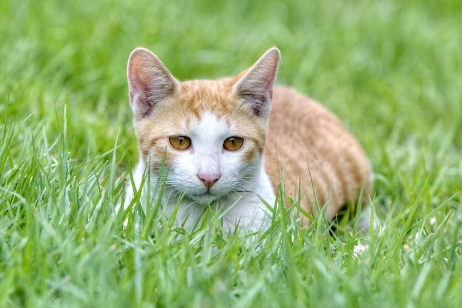 フリー 写真芝生に伏せる茶白の子猫