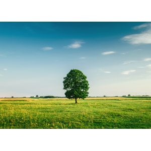 フリー写真, 風景, 自然, 樹木, 牧草地, 田舎, 青空