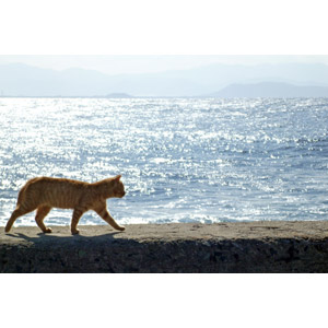 フリー写真, 動物, 哺乳類, 猫（ネコ）, 茶トラ猫, 海
