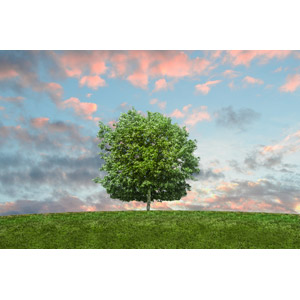 フリー写真, 風景, 自然, 樹木, 夕焼け, 夕暮れ（夕方）