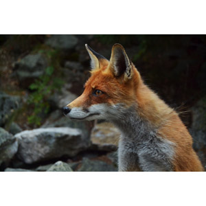 フリー写真, 動物, 哺乳類, 狐（キツネ）