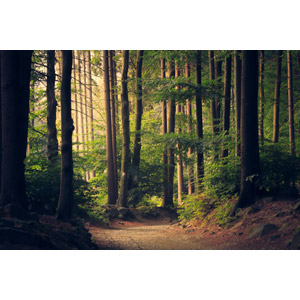 フリー写真, 風景, 自然, 森林, 樹木, 小道