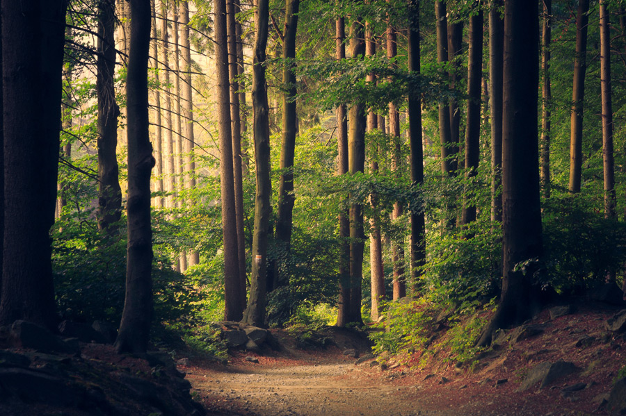 フリー 写真木々の並ぶ森の風景