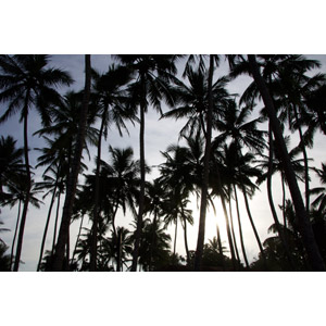 フリー写真, 風景, 自然, 樹木, 椰子（ヤシ）, 南国