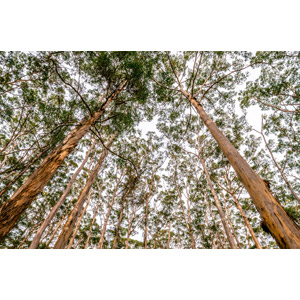 フリー写真, 風景, 自然, 森林, 樹木