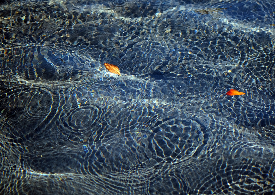フリー写真 水の波紋と水面を漂う落葉