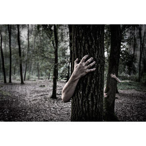 フリー写真, 人体, 手, 森林, 樹木, 風景