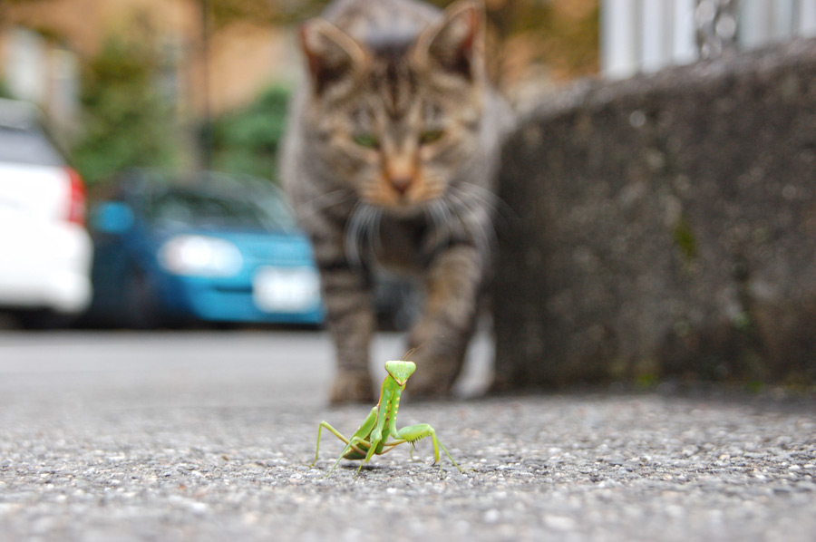 フリー写真 カマキリを狙うキジトラ猫