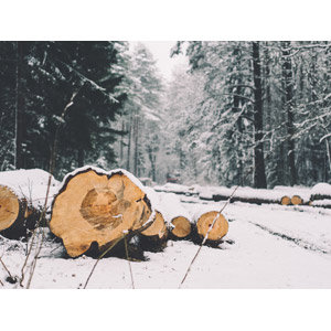 フリー写真, 風景, 森林, 木材, 丸太, 雪, 冬, 林業