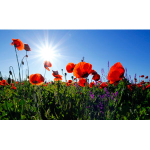 フリー写真, 風景, 自然, 植物, 花, ヒナゲシ（ポピー）, 赤色の花, 青空, 太陽光（日光）