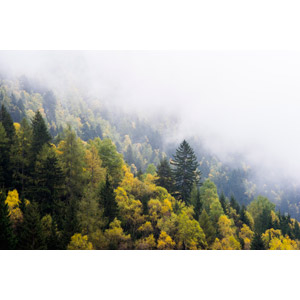 フリー写真, 風景, 自然, 山, 樹木, 霧（霞）