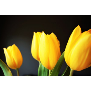 フリー写真, 植物, 花, チューリップ, 黄色の花