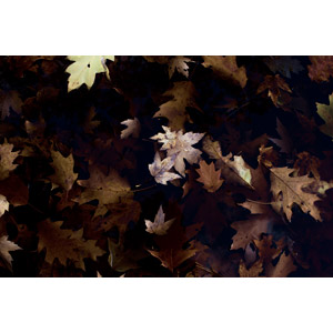 フリー写真, 植物, 葉っぱ, 落葉（落ち葉）