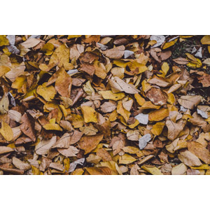 フリー写真, 植物, 葉っぱ, 落葉（落ち葉）