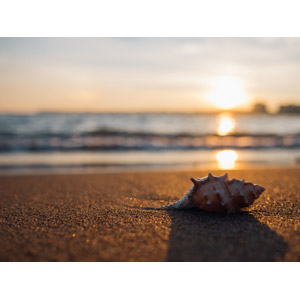 フリー写真, 風景, 自然, 砂浜（ビーチ）, 夕暮れ（夕方）, 夕日, 貝殻