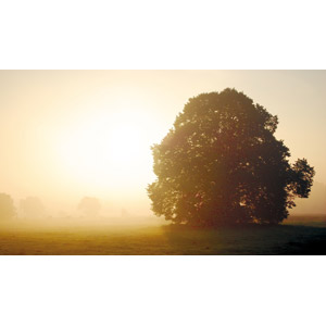 フリー写真, 風景, 自然, 樹木, 朝日（朝焼け）, 霧（霞）, 早朝