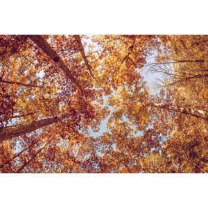 フリー写真, 風景, 自然, 森林, 樹木, 紅葉（黄葉）, 秋