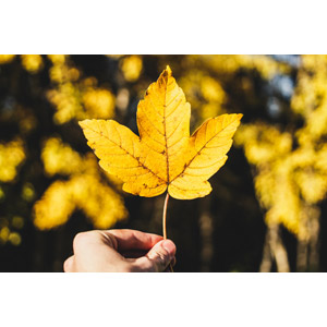 フリー写真, 植物, 葉っぱ, 紅葉（黄葉）, 秋, 黄色（イエロー）, 手