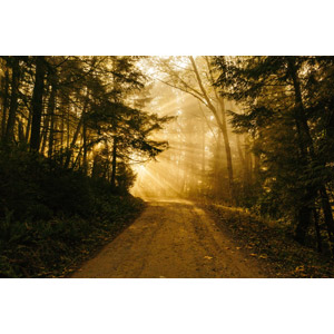 フリー写真, 風景, 自然, 森林, 小道, 木漏れ日, 太陽光（日光）