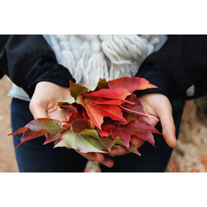 フリー写真, 人体, 手, 植物, 葉っぱ, 紅葉（黄葉）, 秋