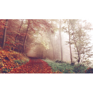 フリー写真, 風景, 小道, 落葉（落ち葉）, 秋, 紅葉（黄葉）, 霧（霞）, 森林, 樹木, ドイツの風景