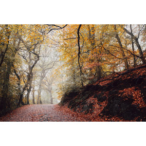 フリー写真, 風景, 森林, 樹木, 紅葉（黄葉）, 落葉（落ち葉）, 秋, 霧（霞）, 小道, イギリスの風景, イングランド
