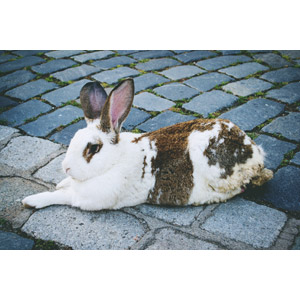 フリー写真, 動物, 哺乳類, 兎（ウサギ）