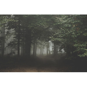 フリー写真, 風景, 自然, 森林, 霧（霞）, ポーランドの風景