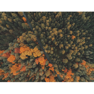 フリー写真, 風景, 道路, 森林, 紅葉（黄葉）, 秋