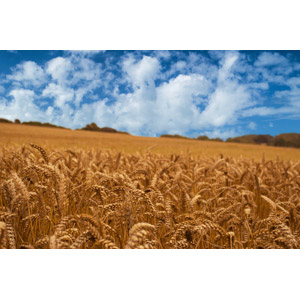 フリー写真, 風景, 畑, 田舎, 穀物, 麦（ムギ）, 雲