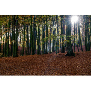 フリー写真, 風景, 自然, 森林, 落葉（落ち葉）, 木漏れ日, 太陽光（日光）, 秋