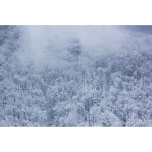 フリー写真, 風景, 自然, 森林, 雪, 冬