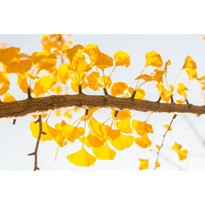 フリー写真, 植物, 葉っぱ, イチョウ, 紅葉（黄葉）, 秋