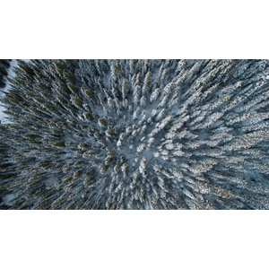 フリー写真, 風景, 自然, 森林, 雪, 冬