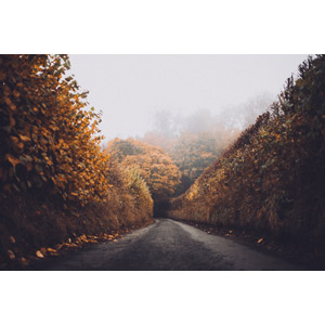 フリー写真, 風景, 小道, 紅葉（黄葉）, 秋, 霧（霞）, 田舎, イギリスの風景