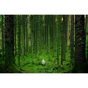 フリー写真, 風景, 森林, 樹木, 人と風景, 後ろ姿, 緑色（グリーン）, イギリスの風景