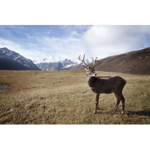 フリー写真, 動物, 哺乳類, 鹿（シカ）, 山, 雲