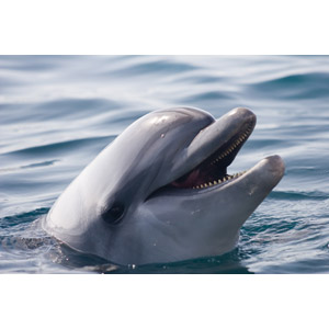 フリー写真, 動物, 哺乳類, イルカ