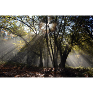 フリー写真, 風景, 自然, 森林, 樹木, 木漏れ日, 太陽光（日光）, アメリカの風景, カリフォルニア州