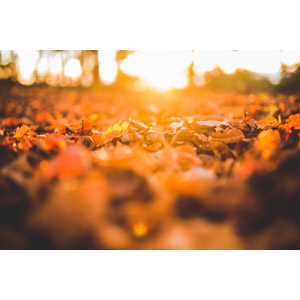 フリー写真, 風景, 自然, 落葉（落ち葉）, 秋, 太陽光（日光）