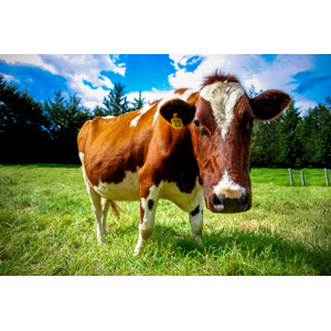 フリー写真, 動物, 哺乳類, 牛（ウシ）