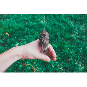 フリー写真, 動物, 鳥類, 鳥（トリ）, 人と動物, 人体, 手