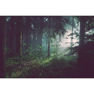 フリー写真, 風景, 自然, 森林, 霧（霞）, 太陽光（日光）, ドイツの風景