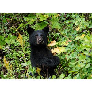 フリー写真, 動物, 哺乳類, 熊（クマ）